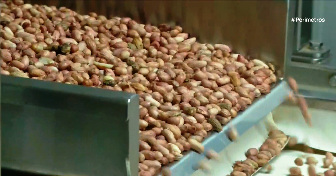 Σε εξέλιξη η συγκομιδή του φιστικιού