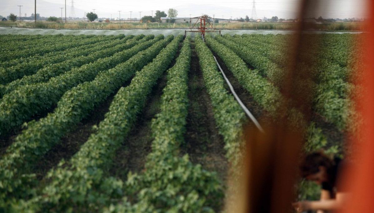 Πηγές Υπ. Αγροτικής Ανάπτυξης: Oι καθυστερήσεις πληρωμών του ΟΠΕΚΕΠΕ οφείλονται στους επισταμένους ελέγχους που επιτάσσει η Κομισιόν