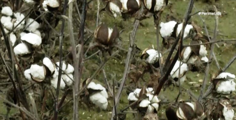 Ζημίες στα βαμβάκια από το φαινόμενο της “Καραμέλας”