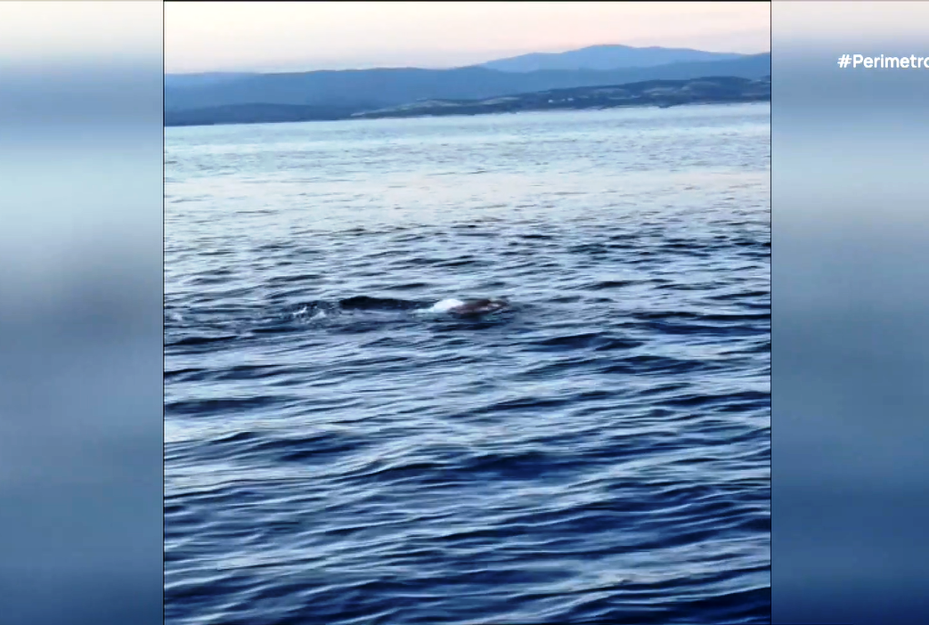 Χαράλαμπος Ταιγανίδης: Κατέρριψε το παγκόσμιο ρεκόρ συνεχούς κολύμβησης