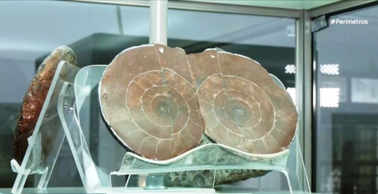 Η παλαιοντολογική έκθεση στο ιστορικό γυμνάσιο Τσοτυλίου