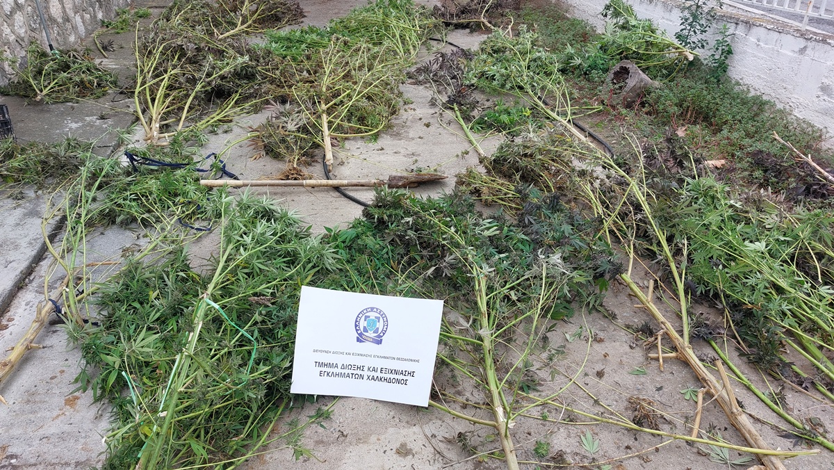 Θεσσαλονίκη: 51χρονος καλλιεργούσε δενδρύλια κάνναβης – Σχηματίστηκε δικογραφία σε βάρος του