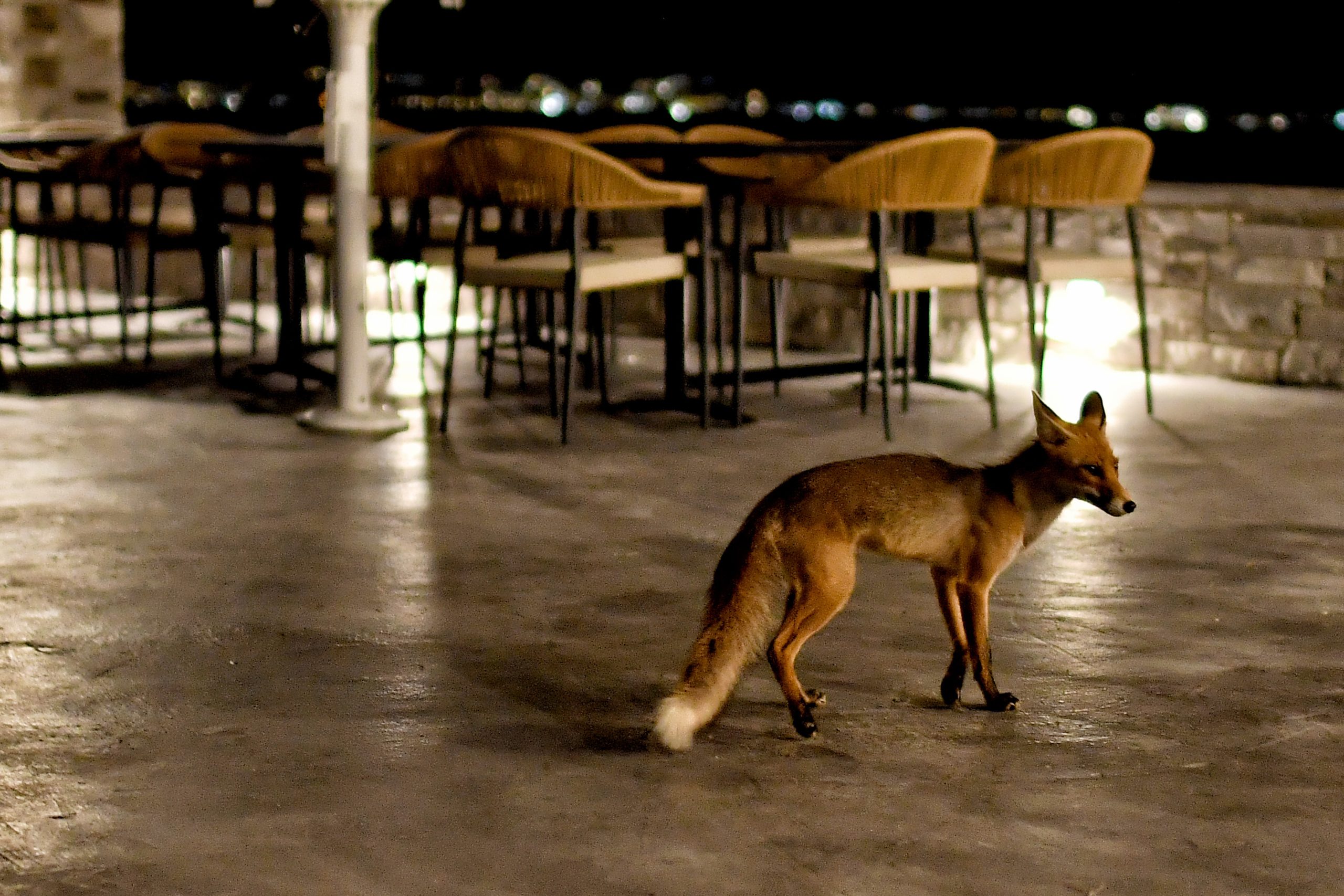 Aλεπούδες στον αστικό ιστό – Πολλαπλασιάζεται η εμφάνισή τους