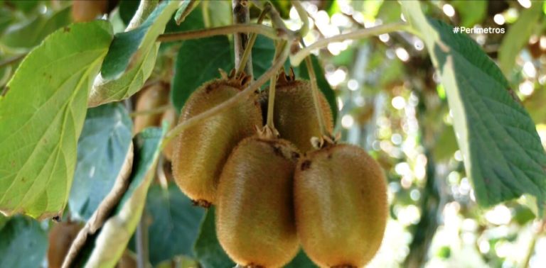 Ημαθία: Άρχισε η συγκομιδή ακτινίδιων