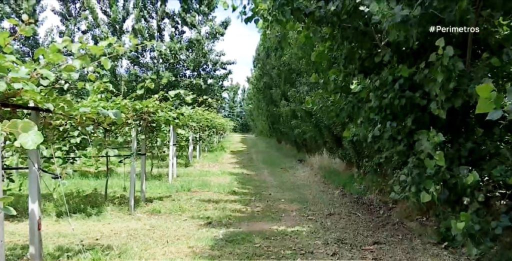 Ημαθία: Άρχισε η συγκομιδή ακτινίδιων