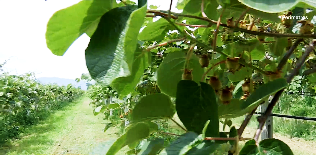 Ημαθία: Άρχισε η συγκομιδή ακτινίδιων
