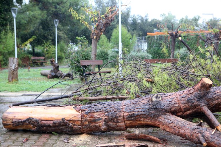 Προβλήματα στην Αττική από την κακοκαιρία – Πτώσεις δέντρων και αδιάβατοι δρόμοι