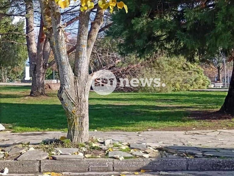 Άργος Ορεστικό: Δέντρο έπεσε στο πάρκο Εθνικής Αντίστασης – Από τύχη δεν τραυματίστηκε περαστικός