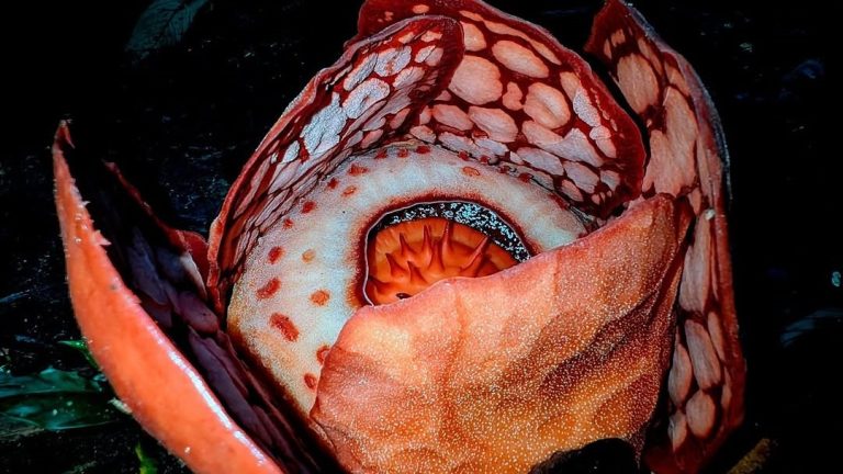 Επιστήμονας εντόπισε ένα από τα σπανιότερα φυτά που υπάρχουν μετά από 13 χρόνια αναζήτησης και έβαλε τα κλάματα