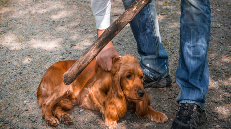 Κακοποίηση ζώων: Ο εφιάλτης με τα πολλά πρόσωπα και η παθογένεια της ελληνικής κοινωνίας