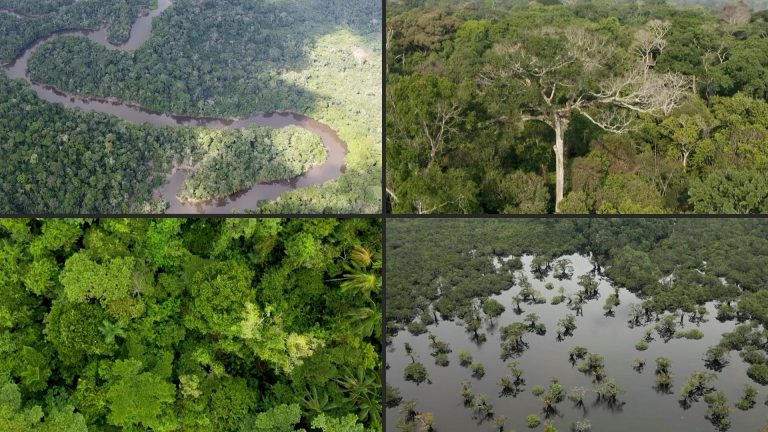 Επιστήμονες έστησαν στον Αμαζόνιο μια «χρονομηχανή» για το κλίμα του μέλλοντος