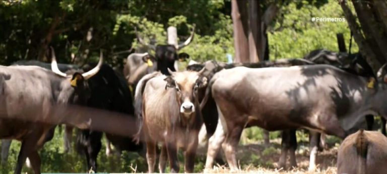 Συνάντηση εκτροφέων σπάνιων φυλών στην Κατερίνη για διεκδίκηση ευρωπαϊκής επιδότησης 2024