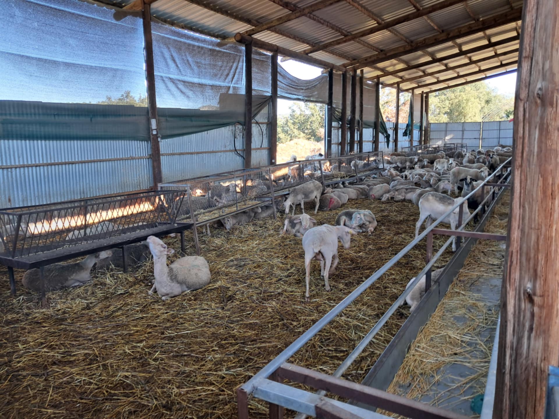 Διπλή ζημιά από ευλογιά και καταρροϊκό πυρετό για τους κτηνοτρόφους της Ηλείας