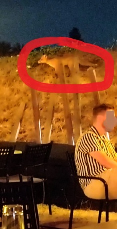 Aλεπούδες στον αστικό ιστό – Πολλαπλασιάζεται η εμφάνισή τους