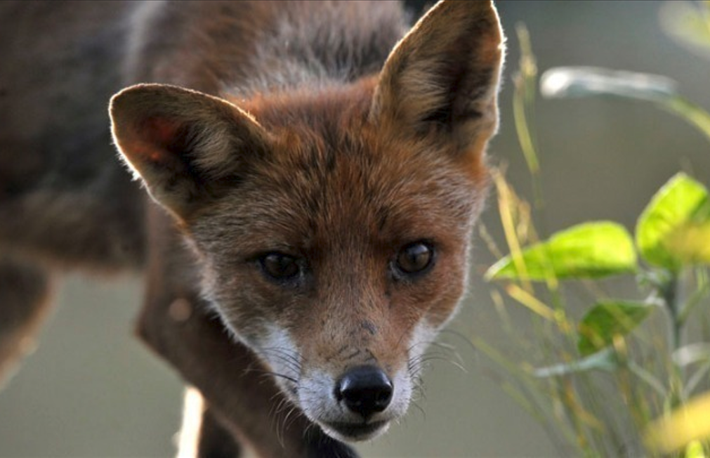 Θεσσαλονίκη: Ολοκληρώθηκε ο εμβολιασμός των κόκκινων αλεπούδων κατά της λύσσας – Ξεκινάει η αξιολόγηση της αποτελεσματικότητας των εμβολιασμών