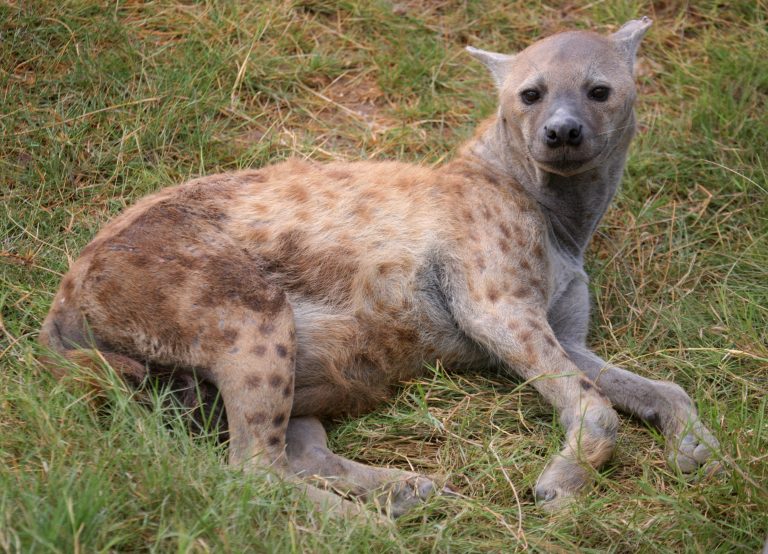 Λιοντάρι σώζει έγκυο ύαινα από άγρια σκυλιά: Σπάνιο ντοκουμέντο από την άγρια φύση στο νέο ντοκιμαντέρ του Ατένμπορο