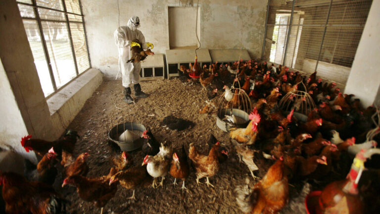 ΗΠΑ: Δεύτερος θάνατος φέτος από τη γρίπη των πτηνών – «Ο κίνδυνος για τον γενικό πληθυσμό παραμένει χαμηλός» λένε οι αρχές