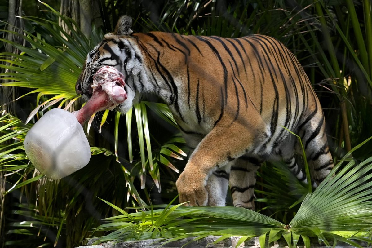 Γιατί το περίεργο θήραμα αυτής της τίγρης προβληματίζει τους ειδικούς