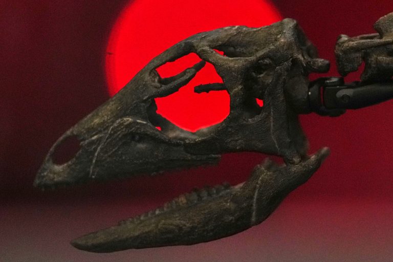 Οι αρχές της Βρετανίας κατάσχεσαν από επιχειρηματία σπάνια οστά δεινοσαύρων αξίας εκατομμυρίων λιρών