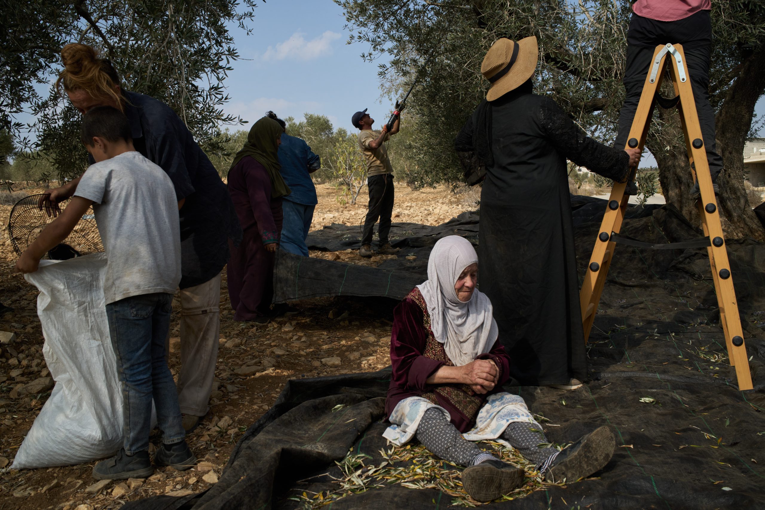 Οι Παλαιστίνιοι αγρότες μάχονται για την επιβίωση – Ξηρασία και βία των εποίκων κάνουν το 2025 τη χειρότερη χρονιά ελαιοσυγκομιδής στη Δυτική Όχθη