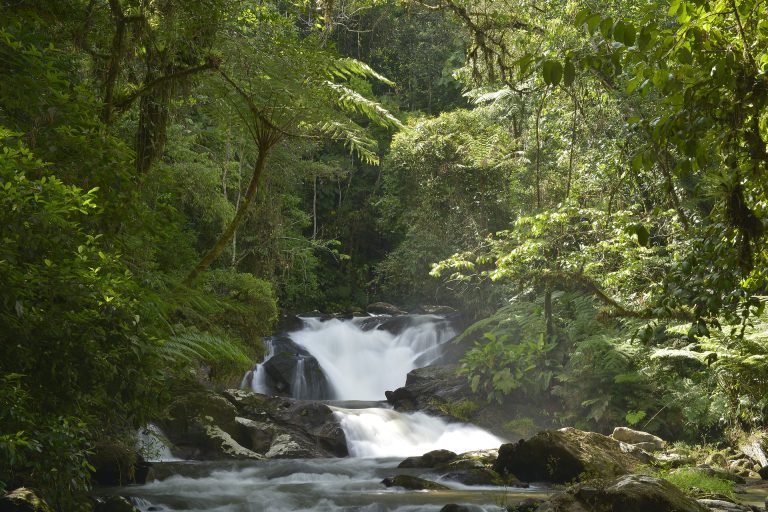 Η Γερμανία υπόσχεται 1 δισ. ευρώ στην πρωτοβουλία της Βραζιλίας για την προστασία των τροπικών δασώ