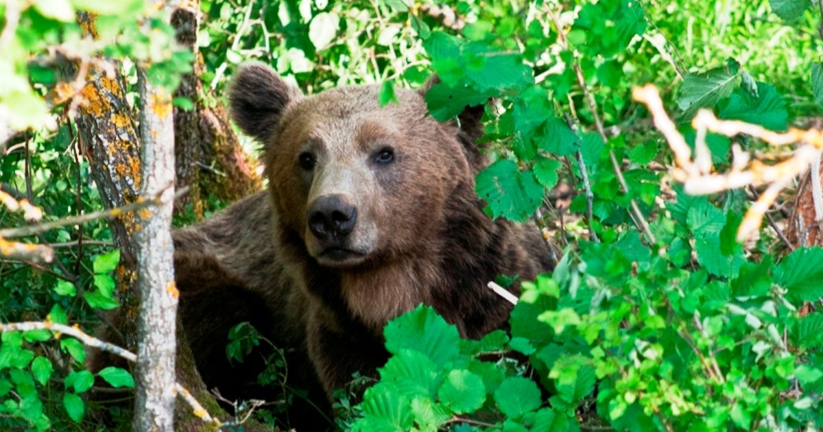 Αποτροπιασμός στη Δράμα: Σκότωσαν αρκούδα και μετά την αποκεφάλισαν