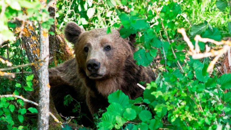 Αποτροπιασμός στη Δράμα: Σκότωσαν αρκούδα και μετά την αποκεφάλισαν