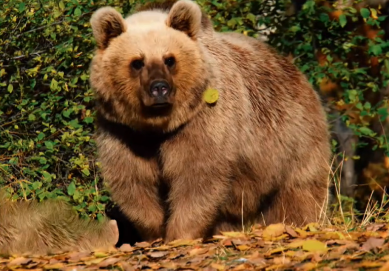 Πυροβόλησαν και αποκεφάλισαν αρκούδα στο Λιβαδερό Δράμας – Ποινικό αδίκημα η θανάτωση καφέ αρκούδας