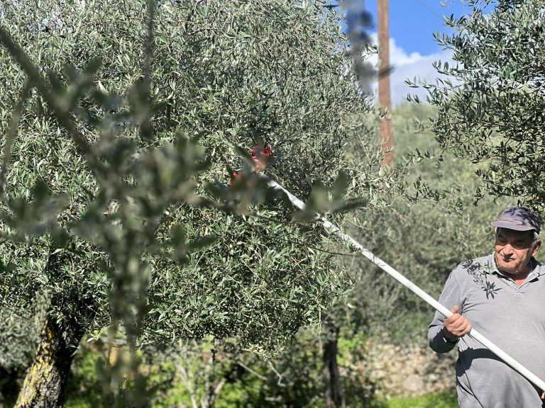 Μεσσηνία: Για τη χειρότερη ελαιοκομική χρονιά των τελευταίων ετών κάνουν λόγο οι αγροτικοί συνεταιρισμοί