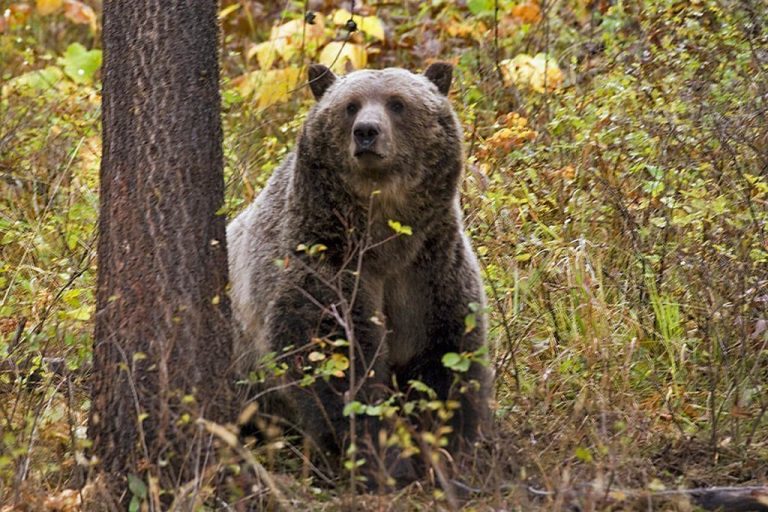 Καταγγελία της Greenpeace στην Κομισιόν κατά της Σλοβακίας για μαζική θανάτωση αρκούδων