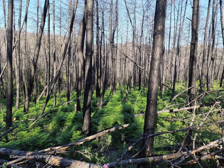Δάσος Δαδιάς: Kαλή εικόνα φυσικής ανάκαμψης στα πρώτα ευρήματα μελέτης μεταπυρικής αναγέννησης