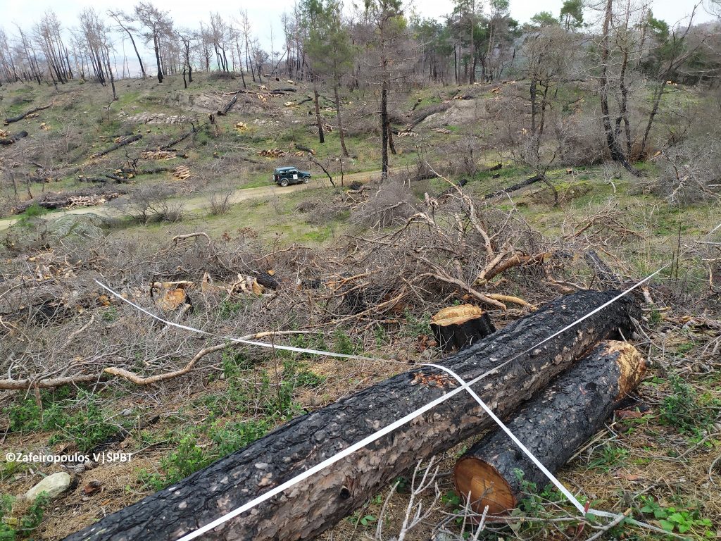 Δάσος Δαδιάς: Kαλή εικόνα φυσικής ανάκαμψης στα πρώτα ευρήματα μελέτης μεταπυρικής αναγέννησης