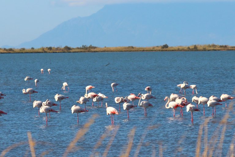 Κάμερες και αισθητήρες σε Άρδα, Ερυθροπόταμο, Έβρο θα εντοπίζουν την πορεία πλαστικών και  την αλατότητα στο Δέλτα Έβρου
