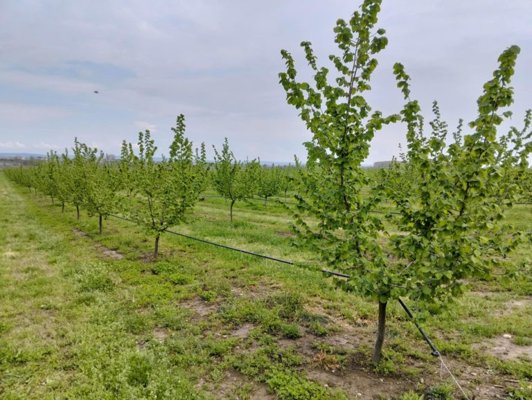 Το Σχέδιο Ενίσχυσης του Αγροτικού Τομέα με Καινοτομία -Απαντήσεις σε χρόνιες προκλήσεις από το AgroPro-ΠΑΜΘ στην Ορεστιάδα