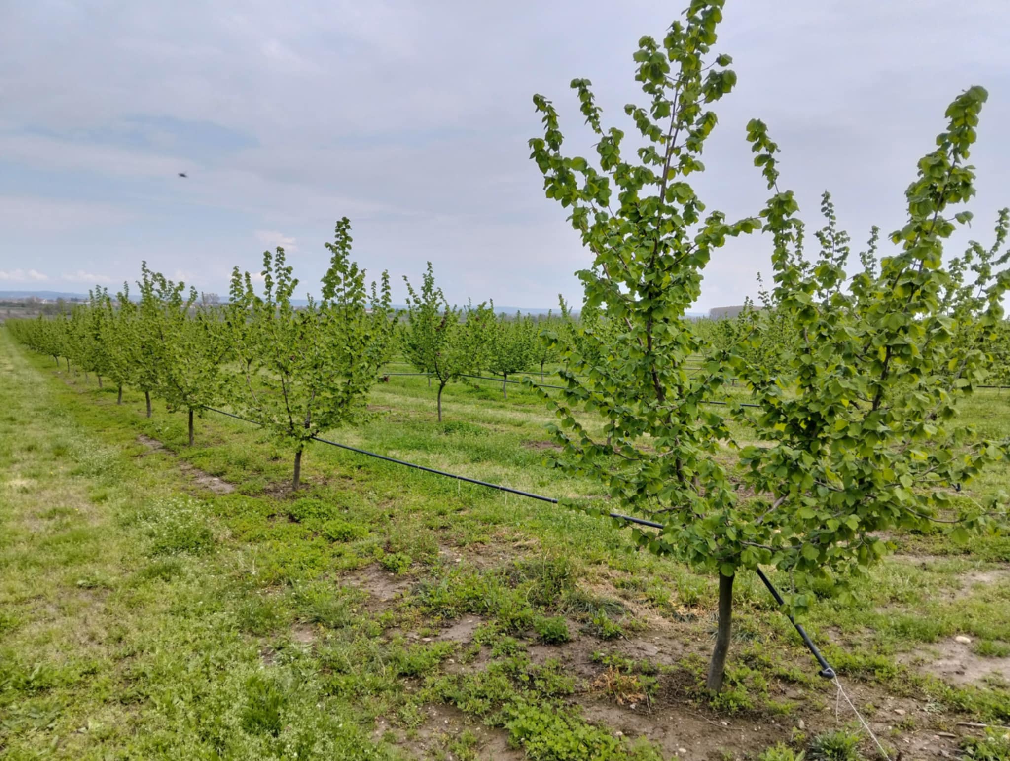Το Σχέδιο Ενίσχυσης του Αγροτικού Τομέα με Καινοτομία -Απαντήσεις σε χρόνιες προκλήσεις από το AgroPro-ΠΑΜΘ στην Ορεστιάδα
