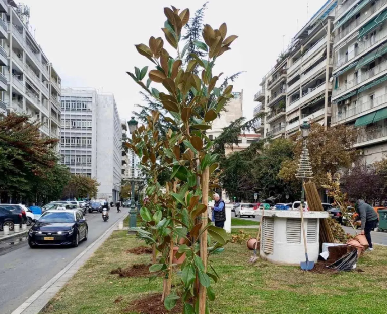 Δήμος Θεσσαλονίκης: Τα πρώτα πρόστιμα για δολιοφθορές σε νεοφυτεμένα δέντρα