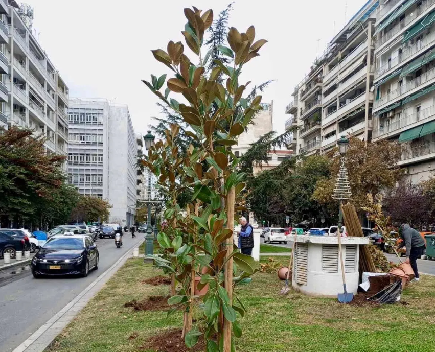 Δήμος Θεσσαλονίκης: Τα πρώτα πρόστιμα για δολιοφθορές σε νεοφυτεμένα δέντρα