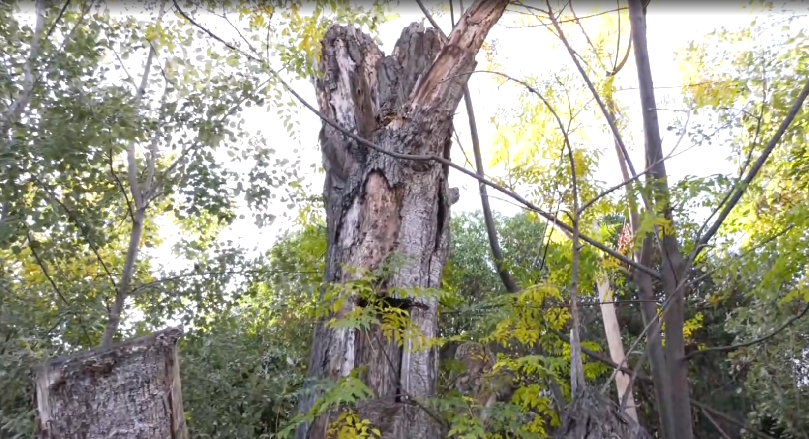 Θεσσαλονίκη: Πτώση μεγάλου δένδρου στη Χαριλάου- Ζημιές σε σταθμευμένα αυτοκίνητα
