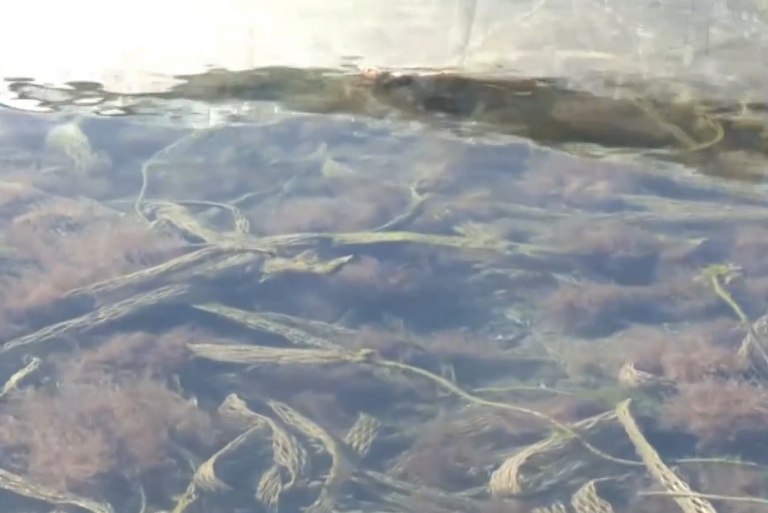 Επιχείρηση απομάκρυνσης πλαστικών διχτυών μυδοκαλλιέργειας στη Χαλάστρα