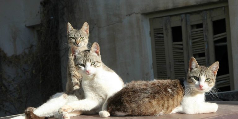 Σητεία: Σύλληψη 58χρονης – Διατηρούσε 23 γάτες σε ακατάλληλες συνθήκες διαβίωσης