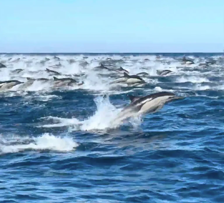 Σαν Ντιέγκο: Χιλιάδες δελφίνια πέρασαν μπροστά από τουριστικό φουσκωτό