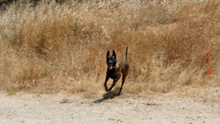 Εκπρόσωπος Anubis: «Ο θάνατος του “Echo” οφείλεται στην κατανάλωση τοξικής ουσίας» (ηχητικό)