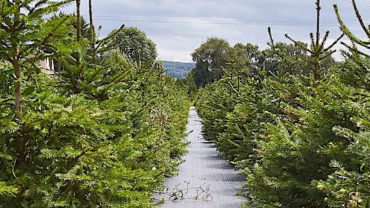 Χαλκιδική: Στις 28 Νοεμβρίου η “πρεμιέρα” για  τα χριστουγεννιάτικα έλατα στον Ταξιάρχη