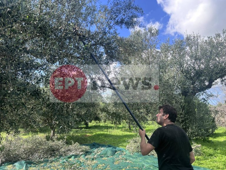 Προβληματισμός στην Ηλεία για τιμές και παραγωγή ελαιολάδου