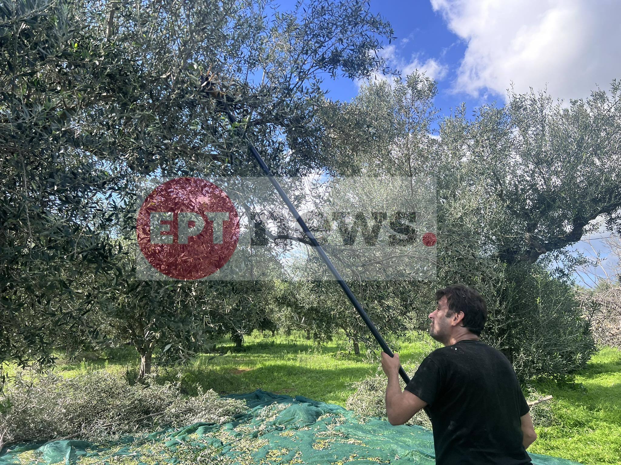 Προβληματισμός στην Ηλεία για τιμές και παραγωγή ελαιολάδου