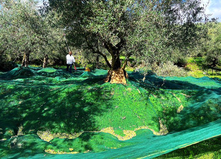 Μεσσσηνία: GPS σε ελαιόπανα αποκάλυψε κύκλωμα κλοπών – Τέσσερις συλλήψεις στα Φιλιατρά