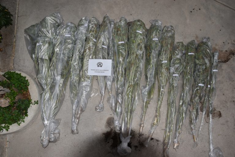 Εντοπίστηκε φυτεία κάνναβης στην Κω – Εκριζώθηκαν 15 δενδρύλλια