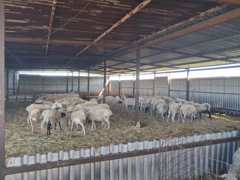 Τη στήριξη των πληγέντων κτηνοτρόφων ζήτησε το δημοτικό συμβούλιο Πύργου