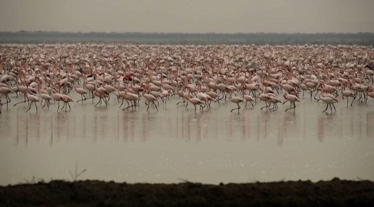 Ισπανία: Τα φλαμίνγκο ξεχειμωνιάζουν στους ανδαλουσιανούς υγρότοπους