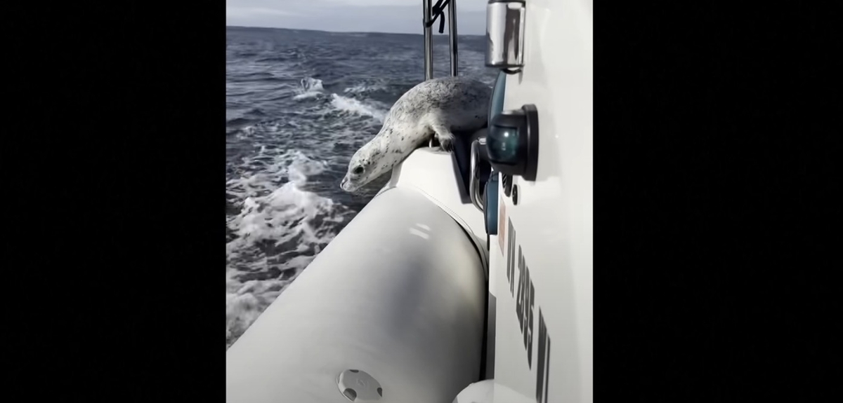 Η μεγάλη απόδραση: Φώκια δραπετεύει από φάλαινες δολοφόνους πηδώντας στη βάρκα φωτογράφου